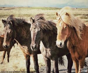 пазл Три Исландские лошади